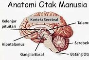 Isi Kepala Manusia